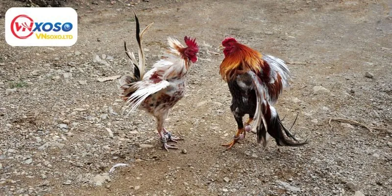 Luật chơi đá gà dễ hiểu