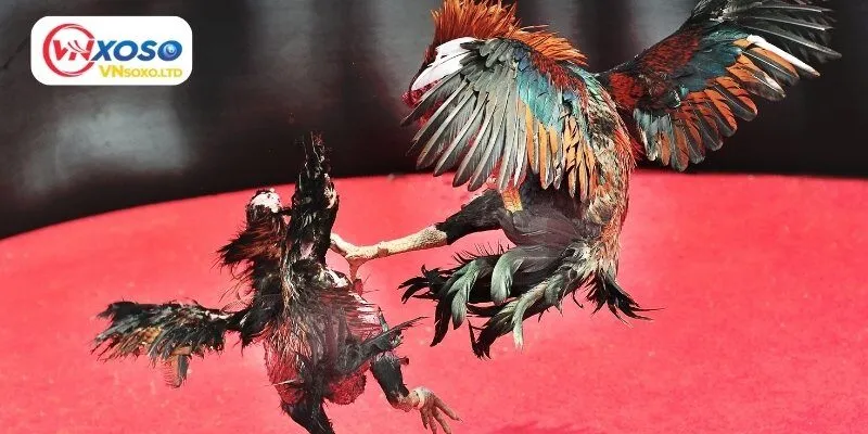 Bí kíp đá gà bách chiến bách thắng