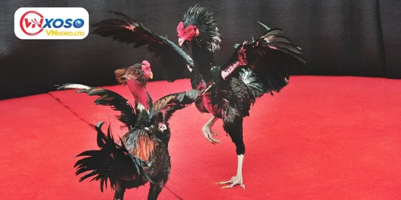 Những điều cần biết về Sảnh Digmaan đá gà